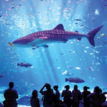 Georgia Aquarium leads in water reuse by recycling 99% of exhibit water