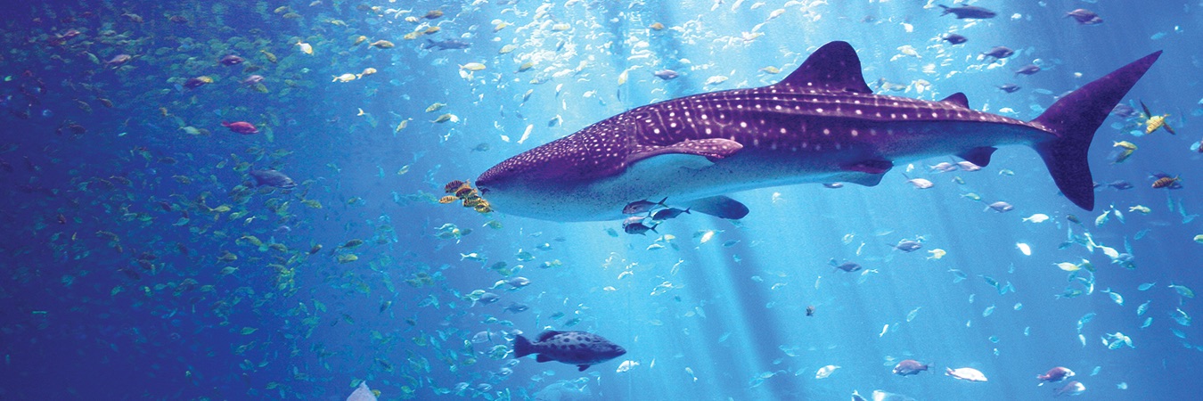 Georgia Aquarium leads in water reuse by recycling 99% of exhibit water