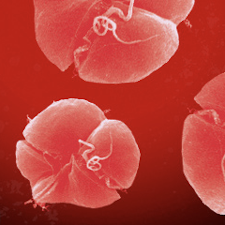 red tide thumbnail