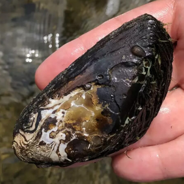 Innovative solution supports freshwater mussel restoration for tribal communities