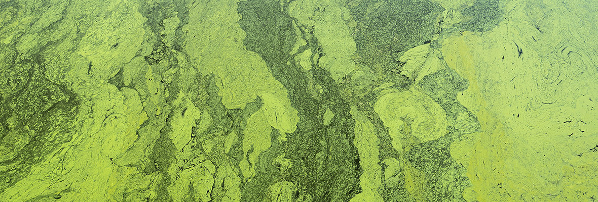 Innovative Oxidation gegen algenbedingte Wasserprobleme