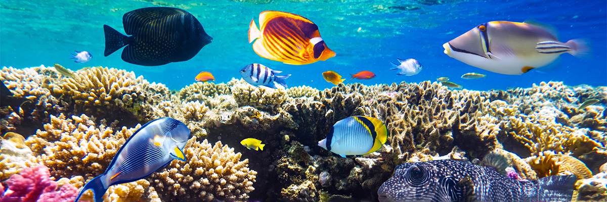 World Oceans Day: Two collective actions to protect our oceans