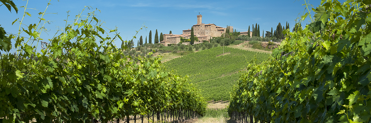 Un vignoble réduit sa consommation pour traiter les eaux usées
