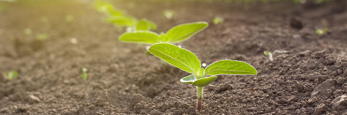 Q&A: Award-winning teenagers develop solution for farming in arid regions