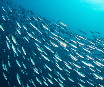 The growing problem of wastewater in oceans and coastal habitats