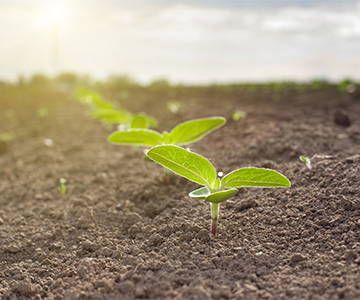 Q&A: Award-winning teenagers develop solution for farming in arid regions