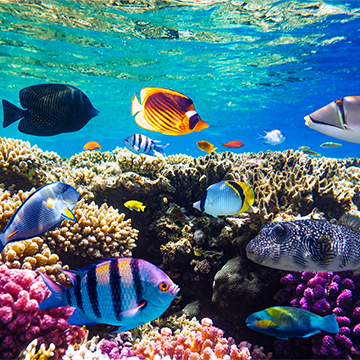 World Oceans Day: Two collective actions to protect our oceans