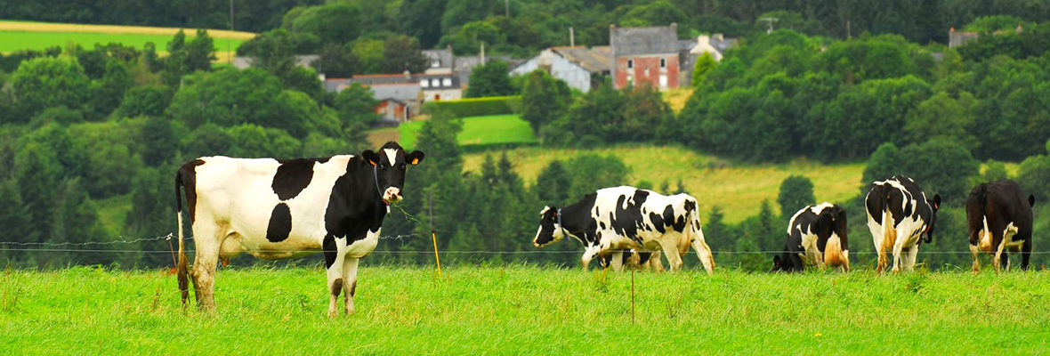 Dairy lowers energy costs with Xylem pump solution