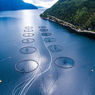 Optimising performance to maximise yield within the aquaculture industry