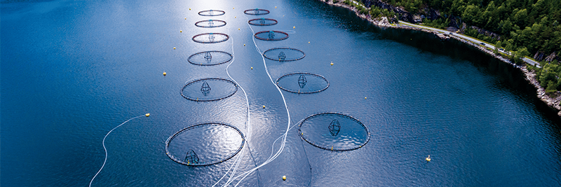 Optimising performance to maximise yield within the aquaculture industry