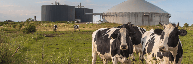 Understanding Green Gas in The Energy Industry