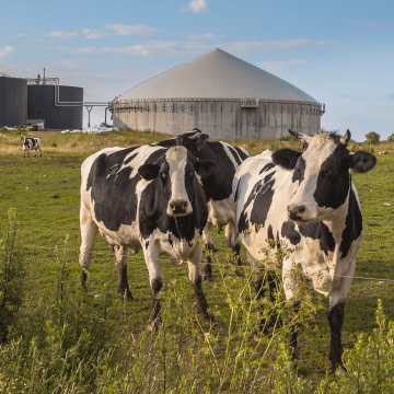 Understanding Green Gas in The Energy Industry