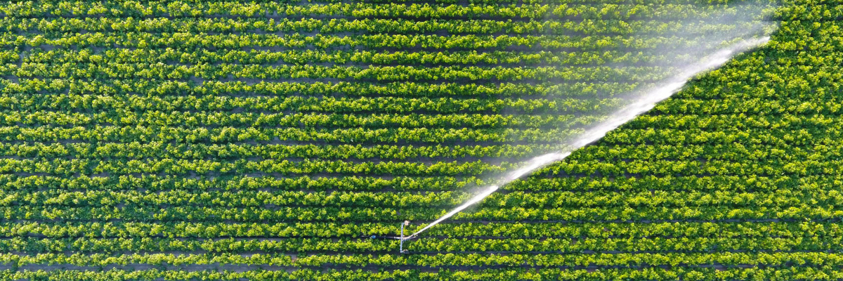 Smart irrigation: How digital tools help cities and growers save water