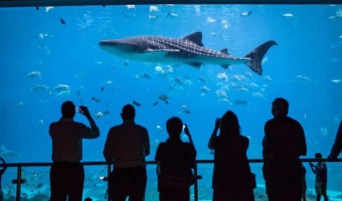 Visitors looking at an exhibit with a shark at an aquarium