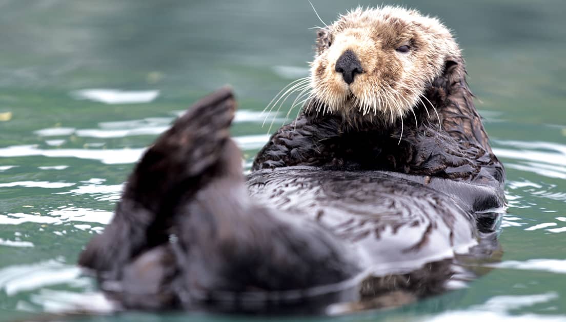 Otter on their back.