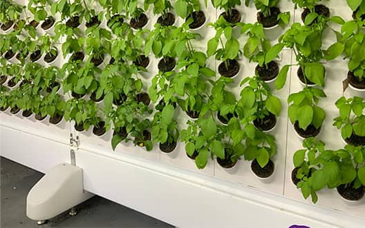 Harvest Today indoor vertical grow wall