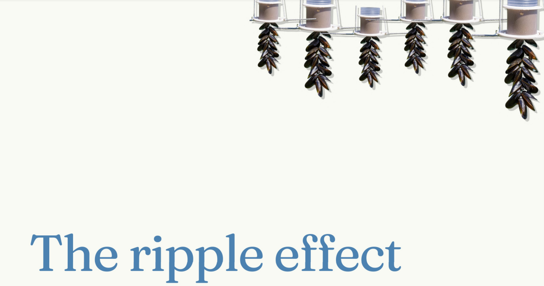 The Ripple Effect